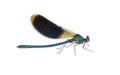 Dragonfly Calopteryx splendens (male)