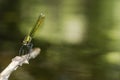 Dragonfly (Calopteryx splendens) in Villarcayo, Burgos, Spain