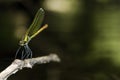 Dragonfly (Calopteryx splendens) in Villarcayo, Burgos, Spain