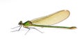 Dragonfly Calopteryx syriaca (female)