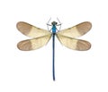 Dragonfly Calopteryx syriaca (male)