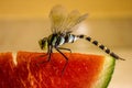 Dragonfly eating watermelon