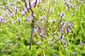 dragonfly canarian lavender lavandula canariensis