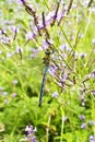 dragonfly canarian lavender lavandula canariensis