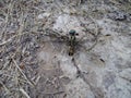 Dragonfly captured by ants, nature Royalty Free Stock Photo