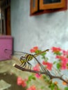 Dragonfly, capung, animal, binatang, fly Royalty Free Stock Photo