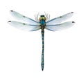 Dragonfly in cartoon style. Dragonfly isolated on white background. Watercolor drawing, hand-drawn in watercolor. Royalty Free Stock Photo