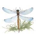 Dragonfly in cartoon style. Dragonfly isolated on white background. Watercolor drawing, hand-drawn in watercolor. Royalty Free Stock Photo