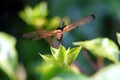 Dragonfly catching on small tree branch Royalty Free Stock Photo