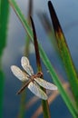 Dragonfly on Cattail Leaves