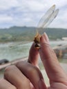 Dragonfly caught in the hand Royalty Free Stock Photo