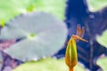 Dragonfly caught on a lotus in the swamp