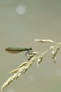 Dragonfly sitting on a grass stalk with a small fly Royalty Free Stock Photo