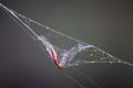 Red Dragonfly caught in spider web