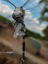 a dragonfly caught in a spider& x27;s web