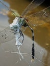 a dragonfly caught in a spider& x27;s web in nature