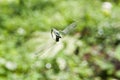 Dragonfly caught Web