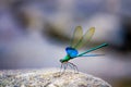 Dragonfly Royalty Free Stock Photo