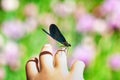 Dragonfly on child hand Royalty Free Stock Photo