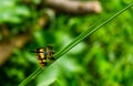 Dragonfly, clear wings insect fly with colorful dots on the grass