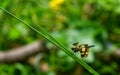 Dragonfly, clear wings insect fly with colorful dots on the grass