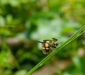 Dragonfly, clear wings insect fly with colorful pattern on the grass