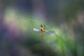 Dragonfly - clinging to blades of grass, just hatched and dries in the sun, has a damaged wing. beautiful blue bokeh Royalty Free Stock Photo