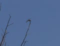 Dragonfly clinging to a dry tree branch with blue sky background