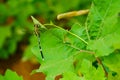 Dragonfly clinging to the leaves Royalty Free Stock Photo