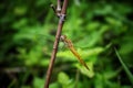 A dragonfly clings to a branch.