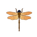 Dragonfly clipart vector