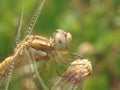 Dragonfly close-up Royalty Free Stock Photo