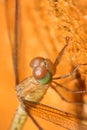 Dragonfly close up