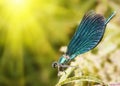 Dragonfly close-up.