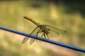 Dragonfly close-up.