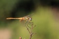 Dragonfly close-up on the bush Macro Royalty Free Stock Photo