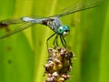 Dragonfly Close Up