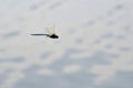 Dragonfly close-up flying over water Royalty Free Stock Photo