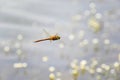 Dragonfly close-up flying over water Royalty Free Stock Photo