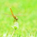 Dragonfly Royalty Free Stock Photo