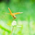 Dragonfly Royalty Free Stock Photo