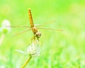 Dragonfly Royalty Free Stock Photo