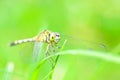 Dragonfly Royalty Free Stock Photo