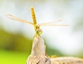 Dragonfly Royalty Free Stock Photo