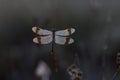 Dragonfly close up