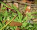 A dragonfly close-up picture Royalty Free Stock Photo