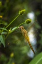 A dragonfly close-up picture Royalty Free Stock Photo