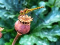 Dragonfly close-up Royalty Free Stock Photo