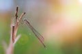dragonfly close-up sits on a dry twig on a sunny day Royalty Free Stock Photo