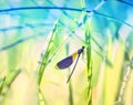 Dragonfly close-up on the stems of grass Royalty Free Stock Photo
